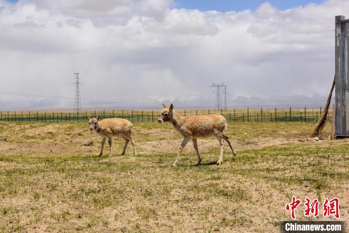 圖為可可西里國家級自然保護區(qū)內的藏羚羊?！埢⒖?攝