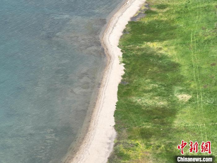 圖為航拍仲夏時(shí)節(jié)，青海湖畔綠茵如毯?！∑钤鲚?攝