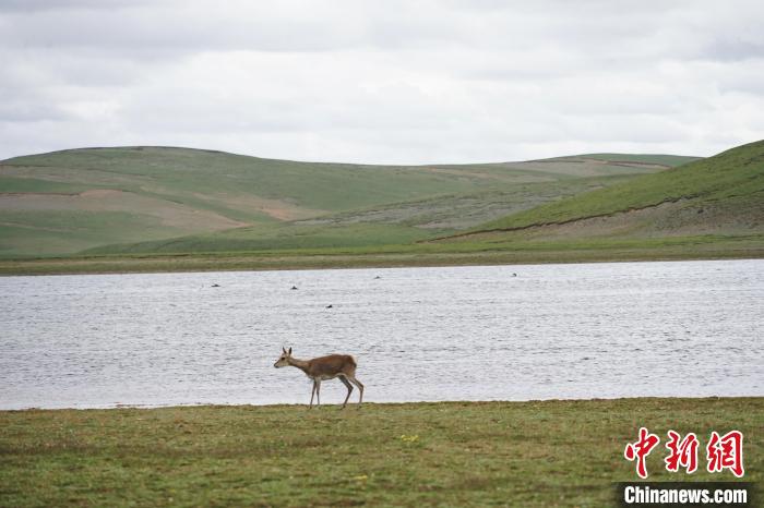 圖為藏原羚在扎陵湖岸畔悠閑漫步?！●R銘言 攝