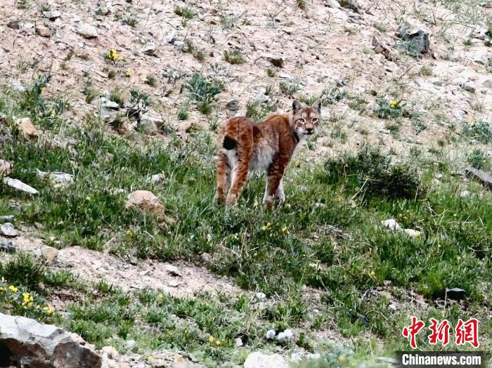 圖為猞猁回眸?！∠蛭能?攝