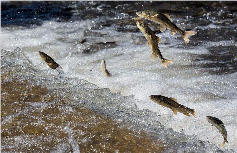 湟魚(yú)洄游。才旦桑吾攝