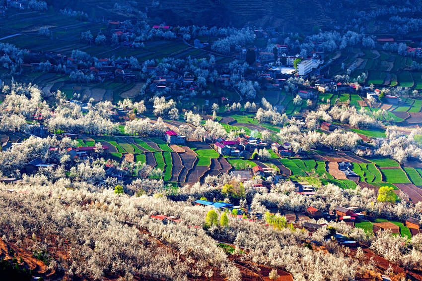 大金川上看梨花，梨云悠悠，滿山遍野潔白一片。金川縣供圖