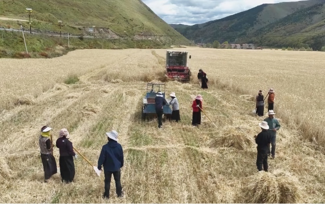 秋收現(xiàn)場。雅江縣委宣傳部供圖