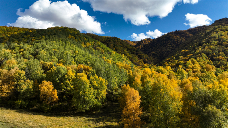 秋韻坎布拉。羊格東智攝