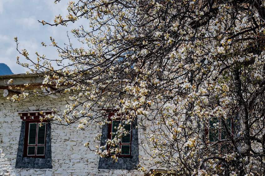 丹巴梨花。何曦攝