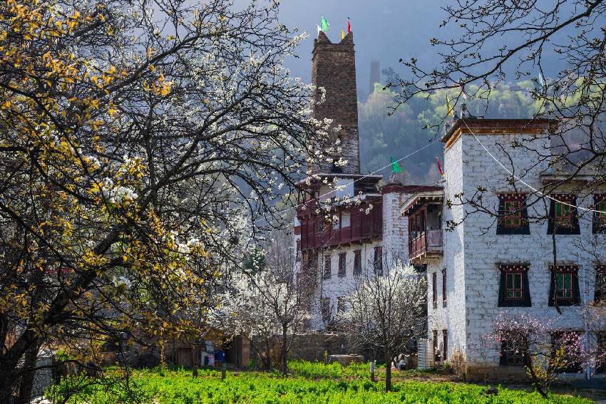 丹巴梨花。何曦攝