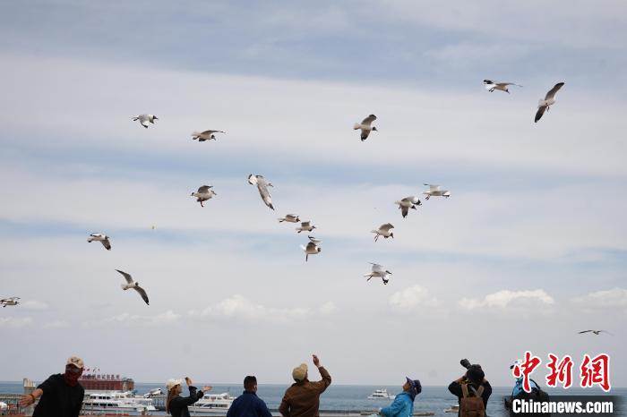 青海湖畔靜謐柔美游客與水鳥(niǎo)互動(dòng)