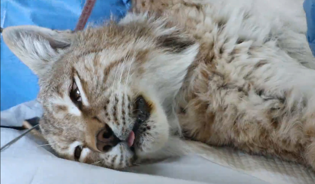 “天線寶寶”猞猁放歸前進行身體檢查。受訪者供圖