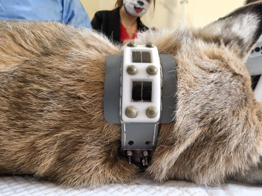“天線寶寶”猞猁佩戴衛(wèi)星定位項圈。受訪者供圖