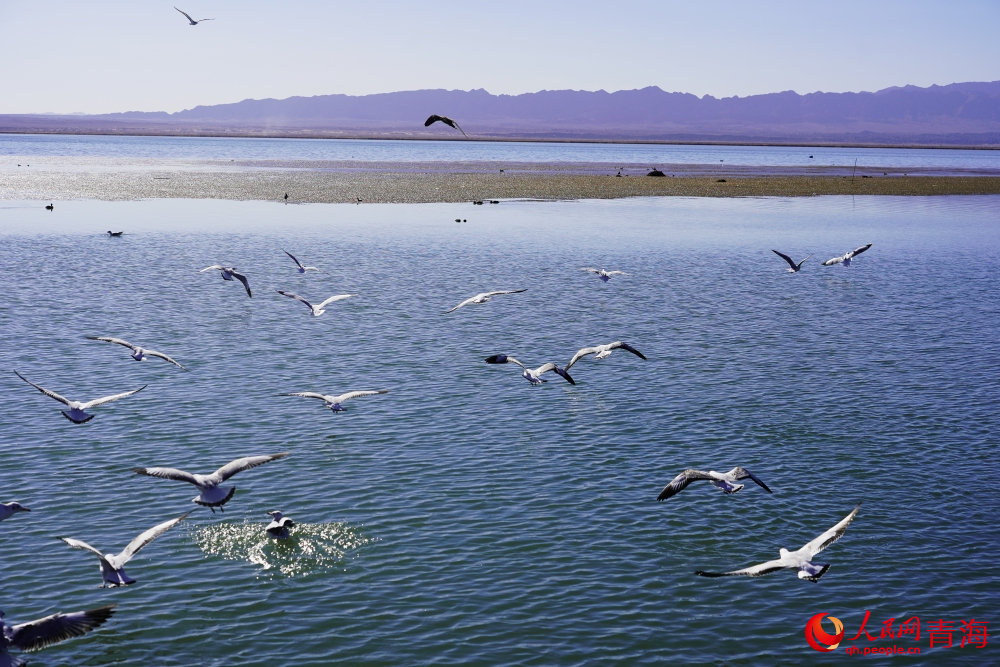 可魯克湖水鳥群飛。人民網 陳明菊攝