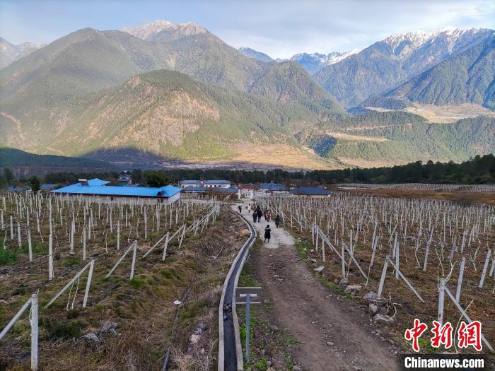 西藏林芝下察隅鎮(zhèn)的獼猴桃種植園?！〗w波 攝