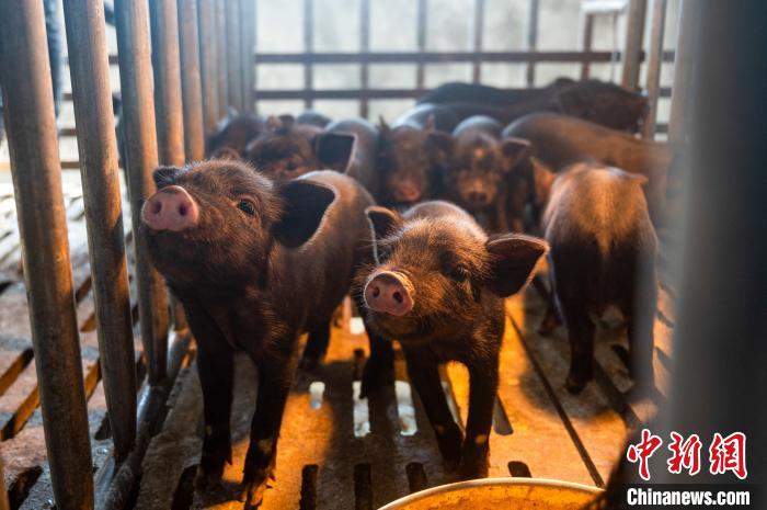西藏林芝藏豬產(chǎn)業(yè)走上標準化、產(chǎn)業(yè)化之路