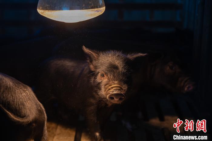 圖為藏豬被稱為“高原之珍”，以口感佳、營養(yǎng)價值高而聞名?！『闻罾?攝