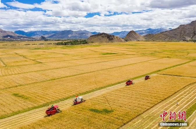 資料圖：西藏日喀則市江孜縣紫金鄉(xiāng)努堆村村民利用收割機收青稞。<a target='_blank' ><p  align=