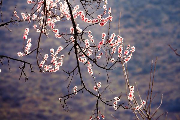 世外桃源！一組圖告訴你，西藏林芝桃花能有多美