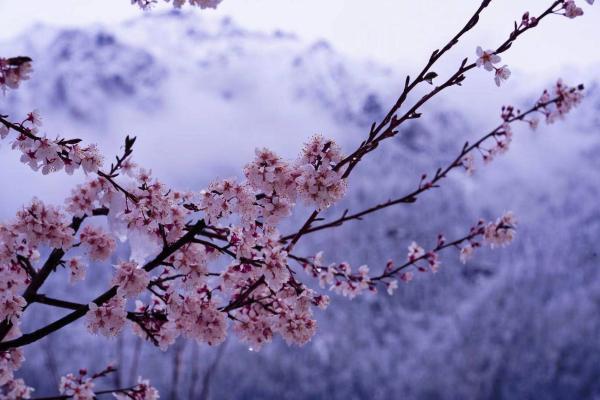 世外桃源！一組圖告訴你，西藏林芝桃花能有多美