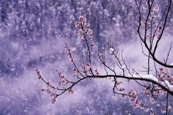 世外桃源！一組圖告訴你，西藏林芝桃花能有多美