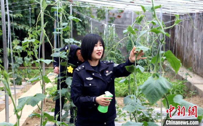 圖為李冬雪在溫室大棚里勞作?！∥鞑爻鋈刖尺叿罊z查總站供圖