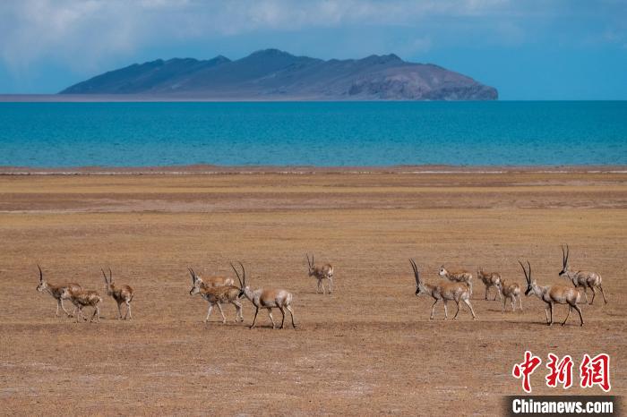 圖為西藏第一大湖色林錯(cuò)湖畔的藏羚羊群休閑覓食?！〗w波 攝