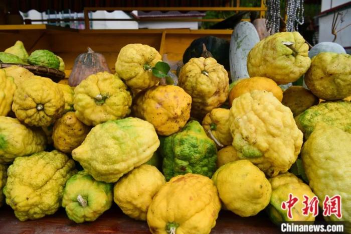 墨脫大檸檬，學(xué)名香櫞，和檸檬均為蕓香科植物。(<a target='_blank' href='/'><p  align=