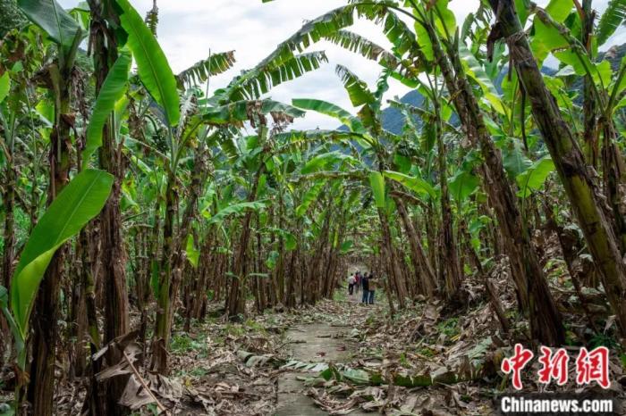 墨脫公路沿線的芭蕉林。