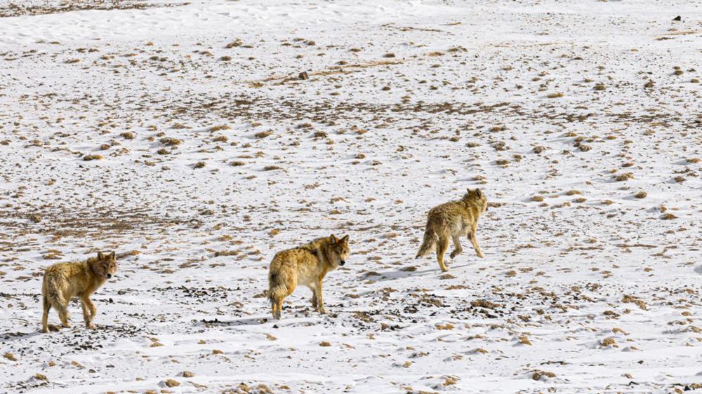 狼。金阿次仁攝