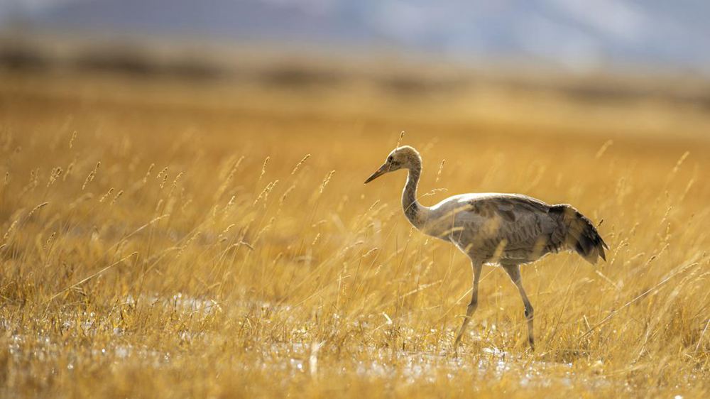 黑頸鶴幼鳥。金阿次仁攝