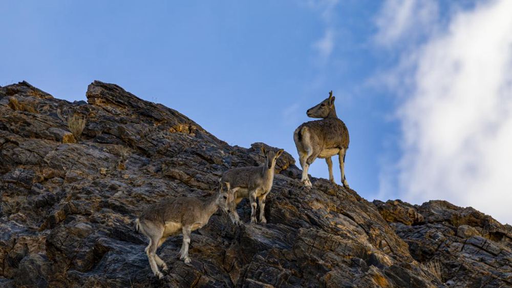巖羊。金阿次仁攝