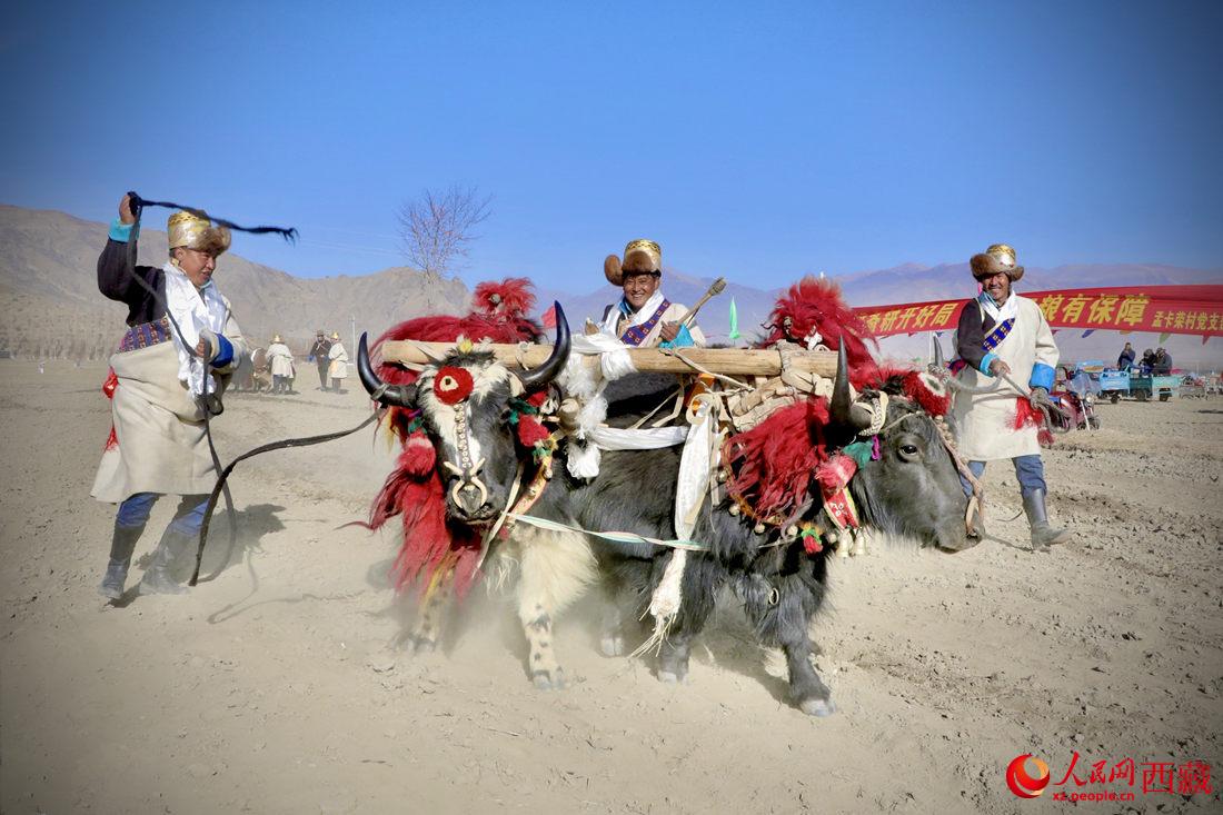 在過去漫長的歲月里，牦牛是農(nóng)耕的主力，“二牛抬杠”代表了一個時代。人民網(wǎng) 次仁羅布攝