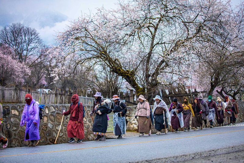 下雨了，漫步在桃花下的村民。張靜攝