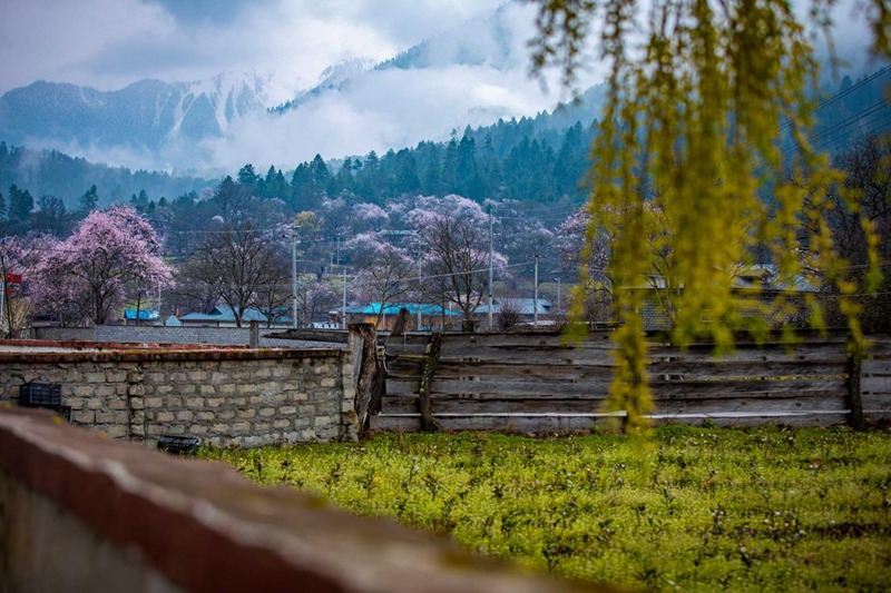 桃花深處的村莊。張靜攝