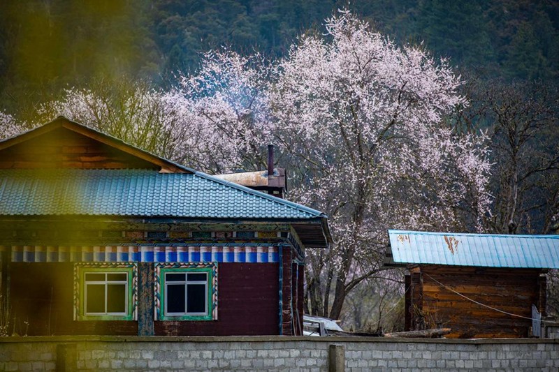 桃花掩映下的村莊。張靜攝