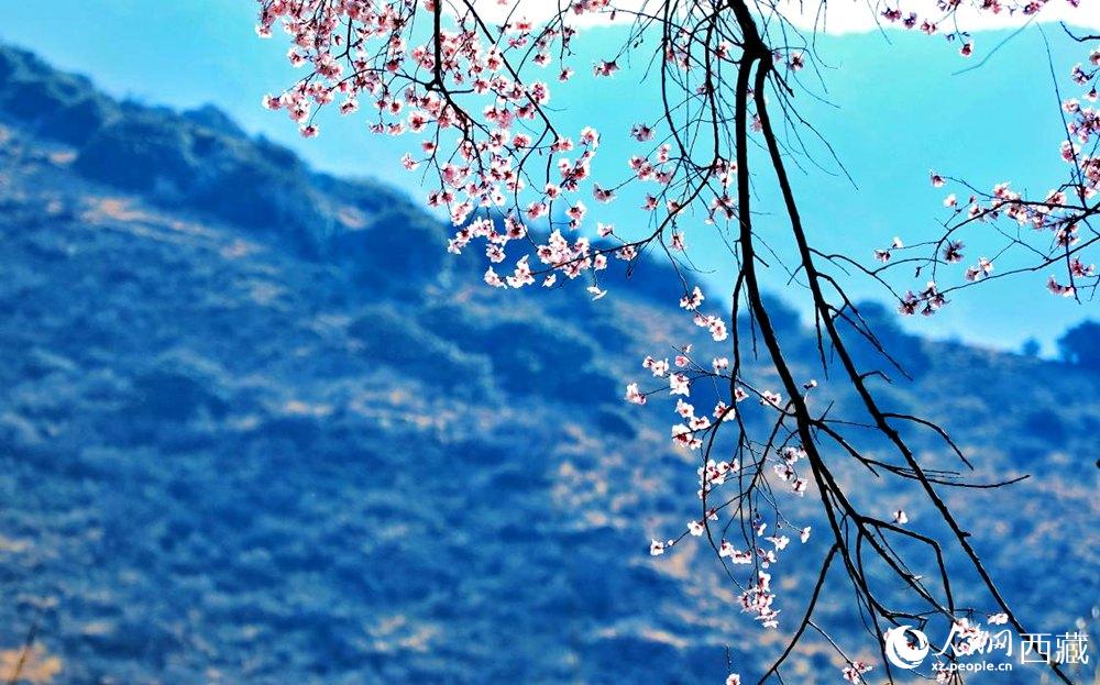 清麗的桃花。人民網(wǎng) 李海霞攝