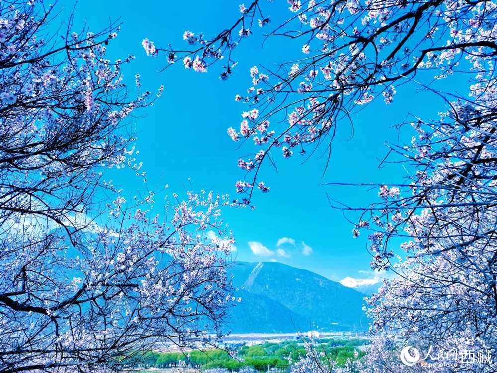桃花在藍(lán)天白云的映襯下分外好看。人民網(wǎng) 李海霞攝