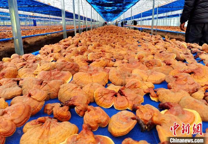 圖為紅太陽科技示范家庭農(nóng)場采收的靈芝?！∑酱胪喙﹫D