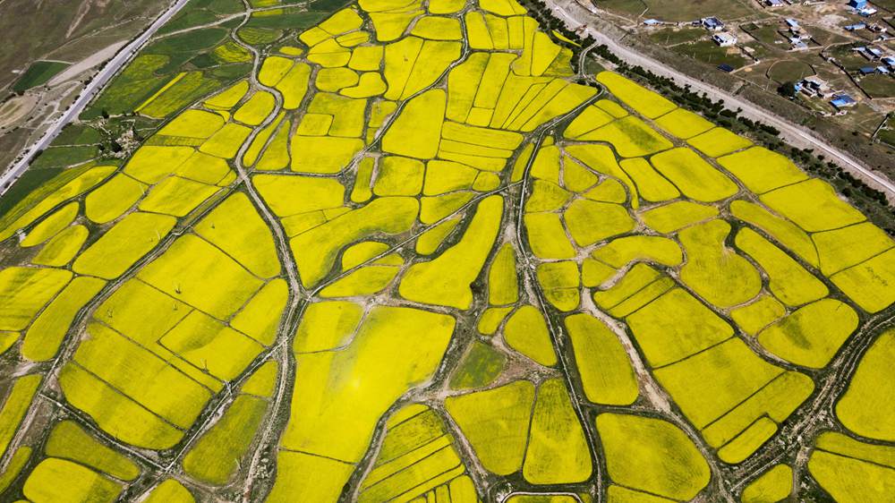 西藏墨竹工卡縣油菜農(nóng)田。