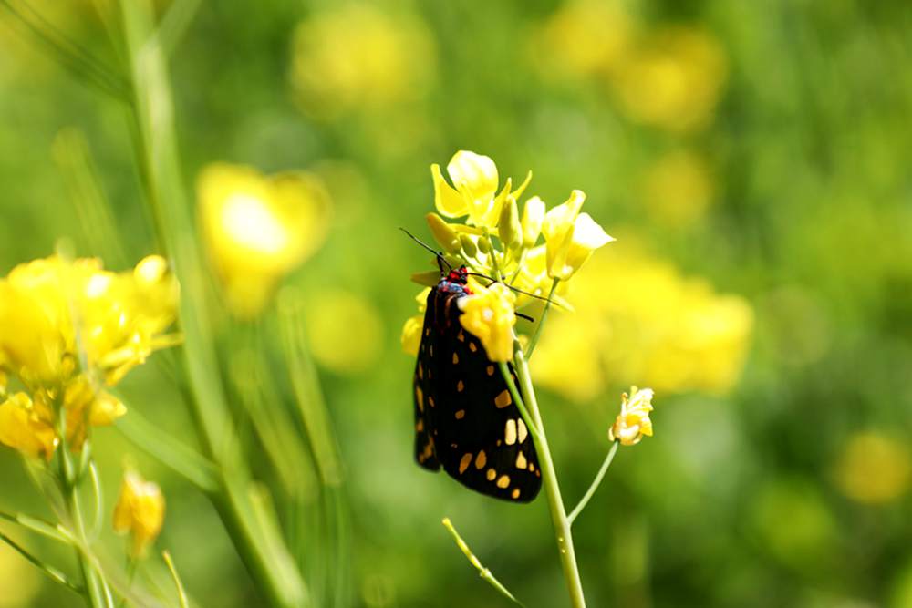 一只蝴蝶停留在油菜花上。