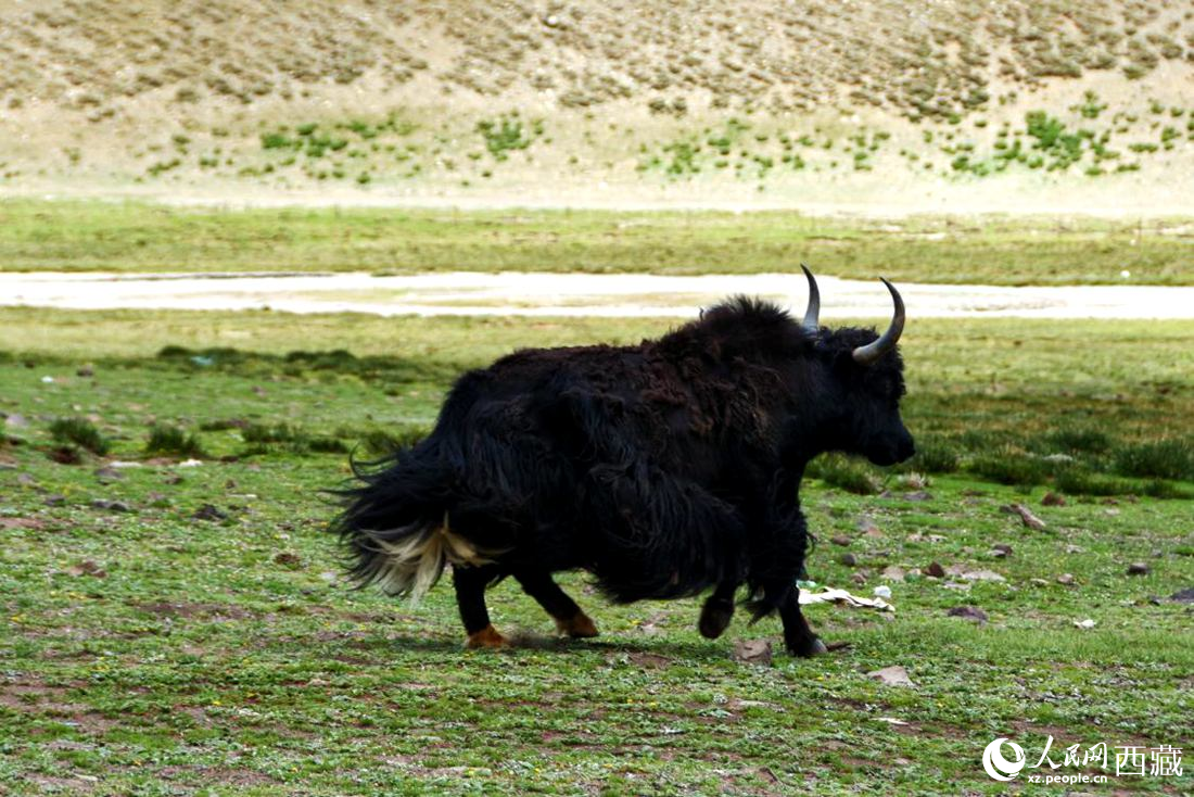 牦牛在草原撒歡兒。人民網(wǎng) 李海霞攝