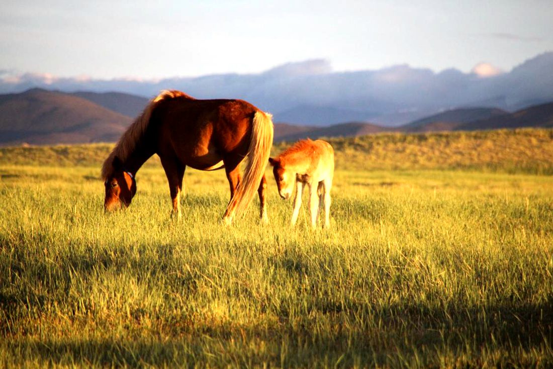 馬兒在草地上覓食。普布桑杰攝