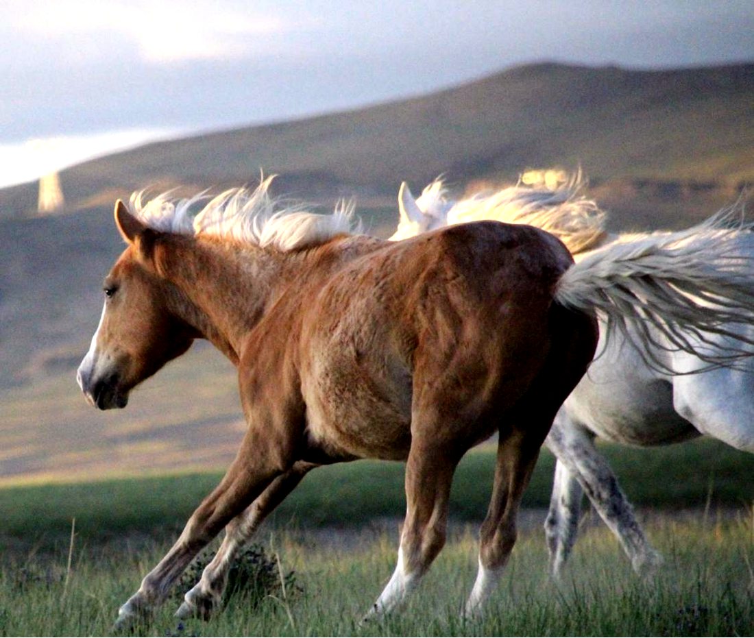 草原上奔騰的馬兒。普布桑杰攝