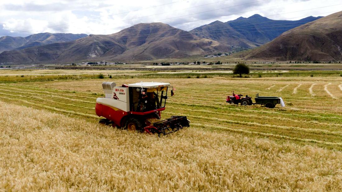 抗疫情、保秋收。洛克攝