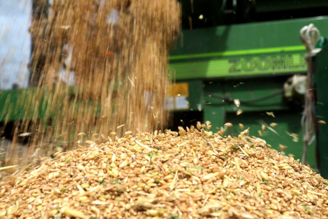 承載著希望的青稞，顆粒歸倉。洛克攝