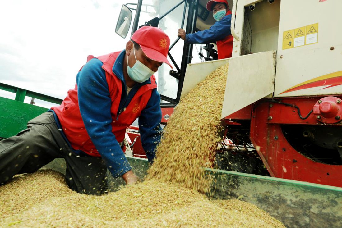 疫情之下，志愿者是田間最美的風(fēng)景。洛克攝