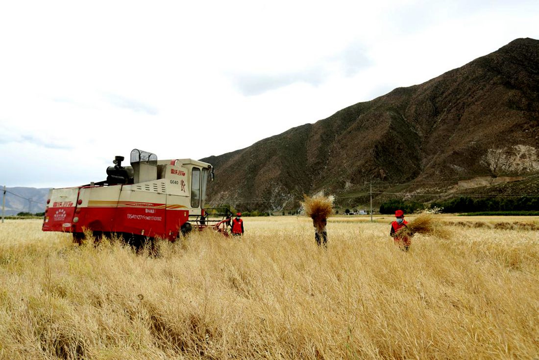 希望的田野。洛克攝