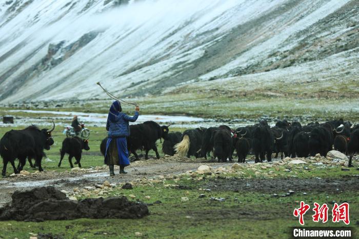 圖為牧民在趕牦牛?！÷蹇?攝