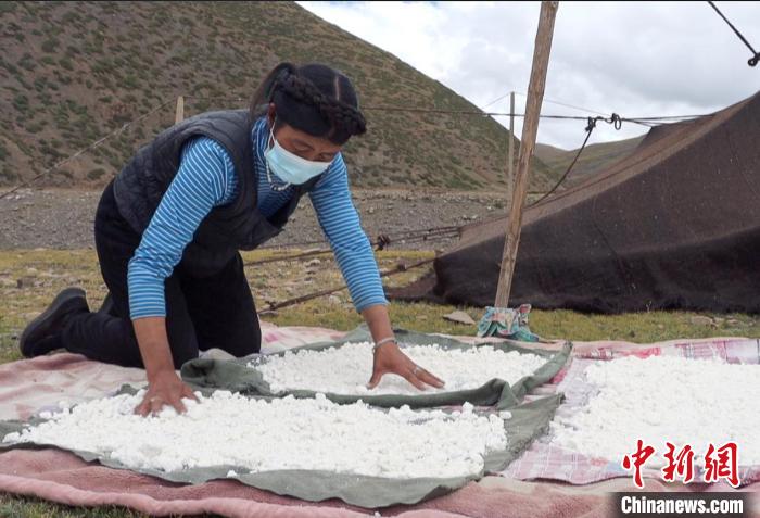 圖為牧民正在制作奶渣?！∪湛t文聯(lián)供圖