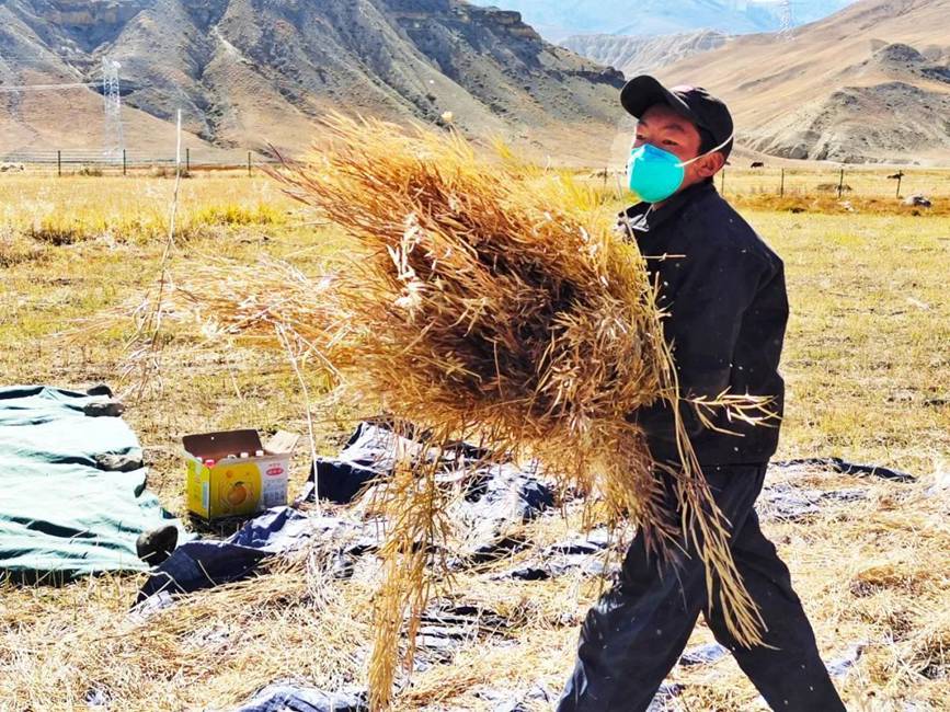 西藏吉?。簬愠两襟w驗(yàn)秋收打場【2】