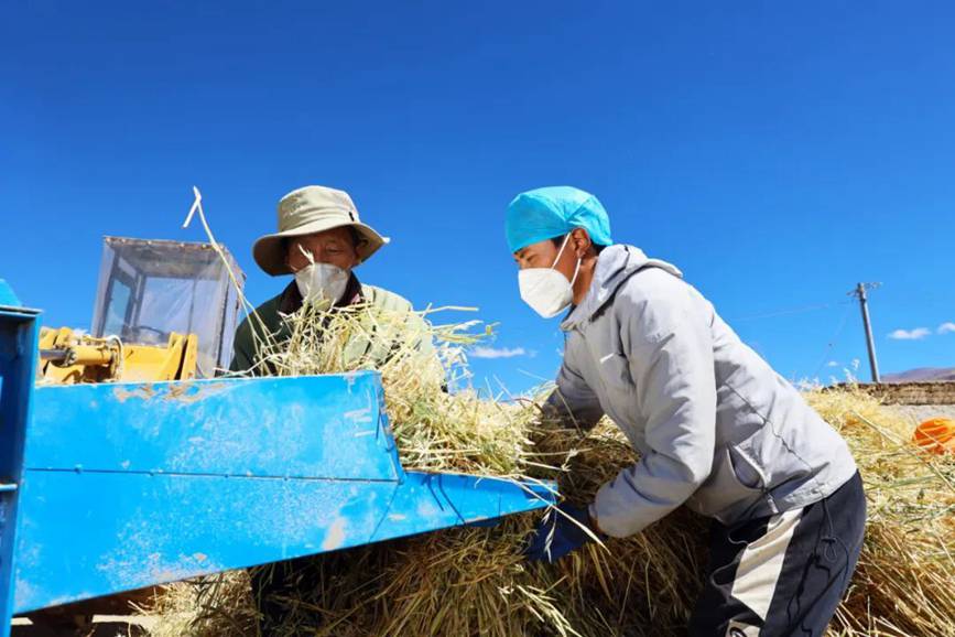 西藏吉?。簬愠两襟w驗(yàn)秋收打場【4】