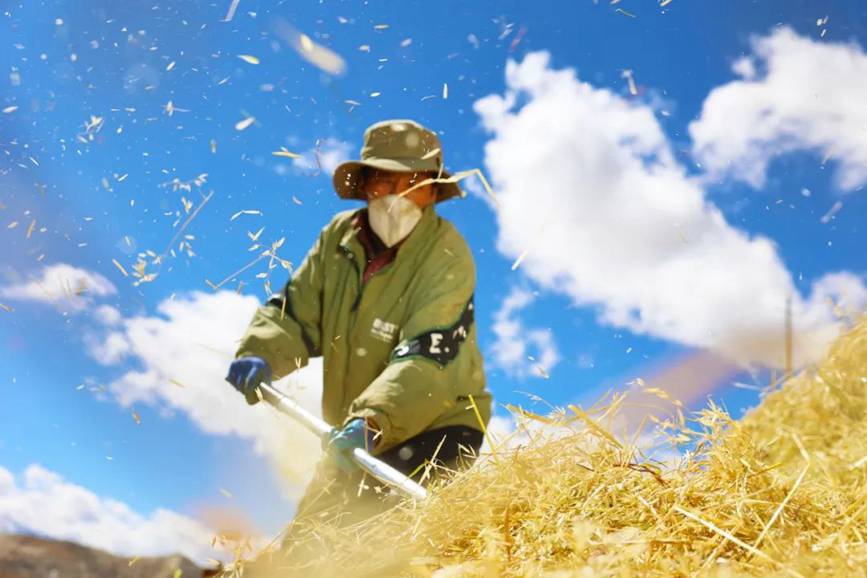 西藏吉?。簬愠两襟w驗(yàn)秋收打場【5】