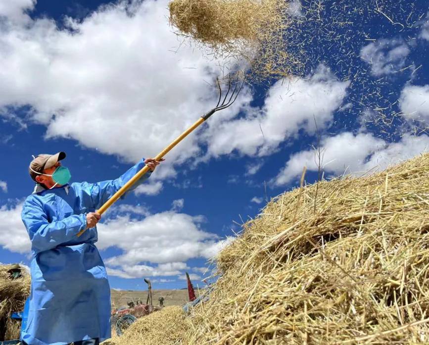 西藏吉?。簬愠两襟w驗(yàn)秋收打場【6】